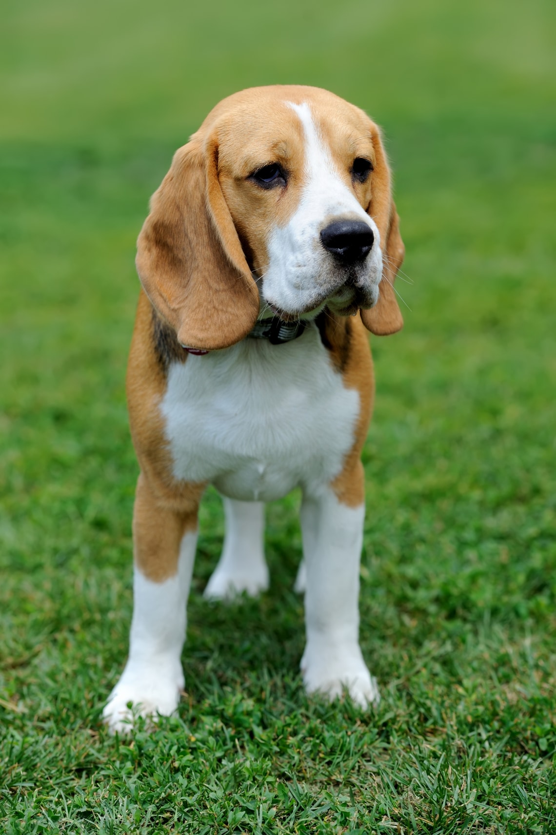 Beagle