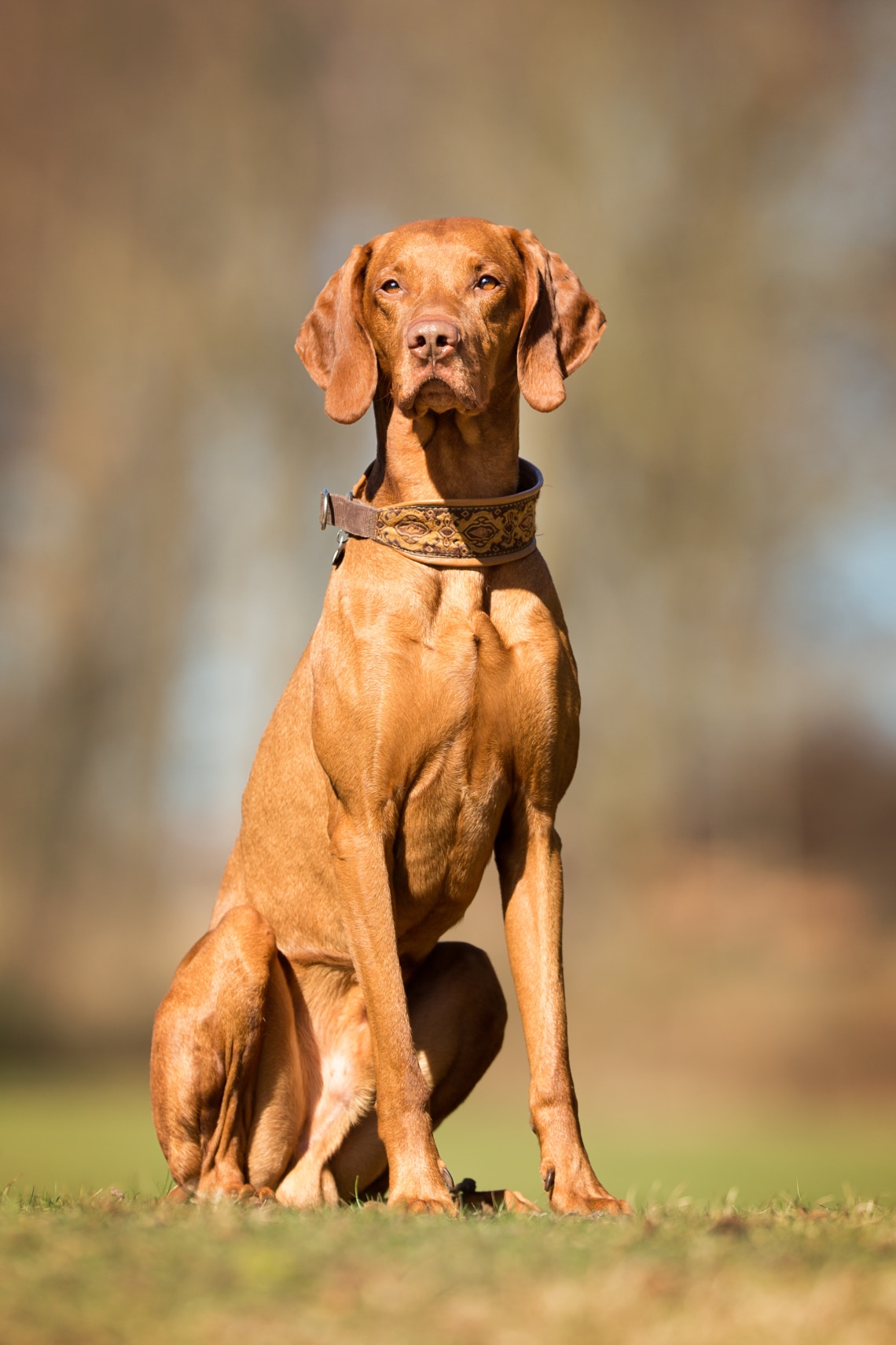 Magyar vizsla
