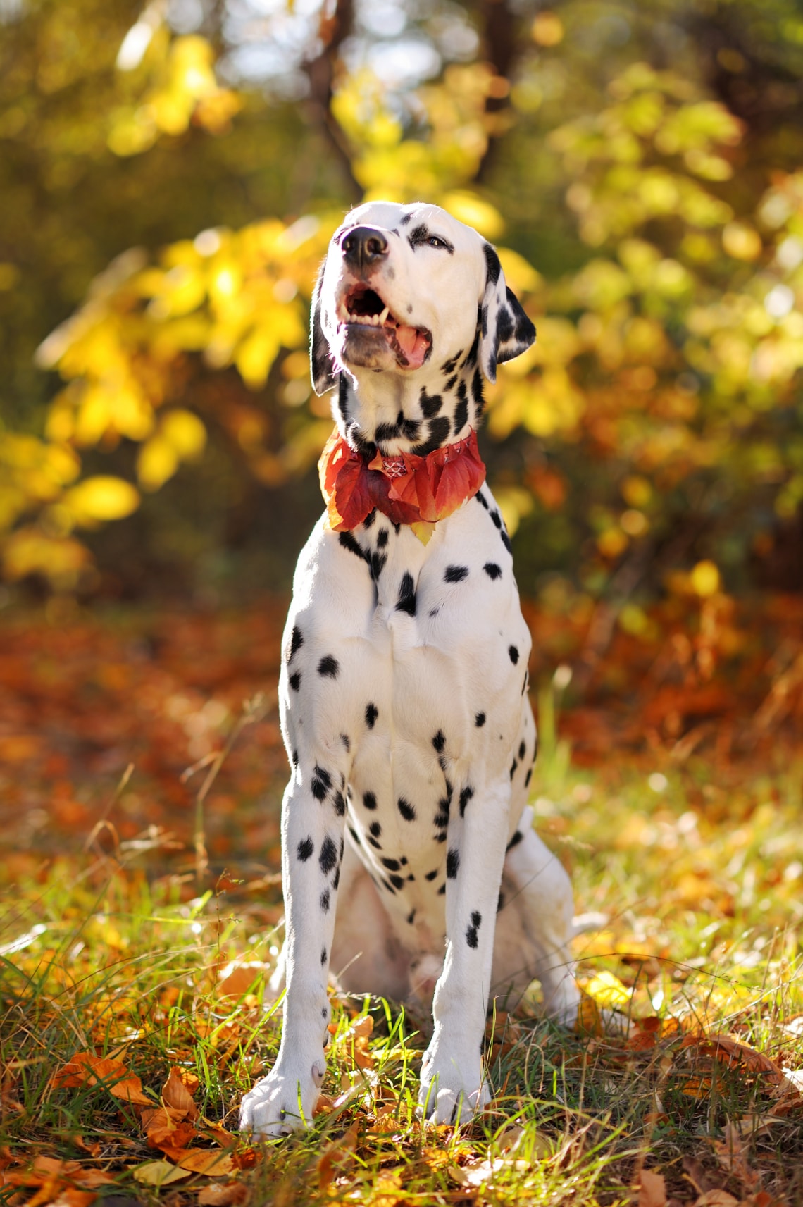 Dalmata