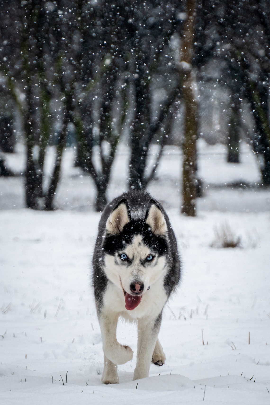 Szibériai husky