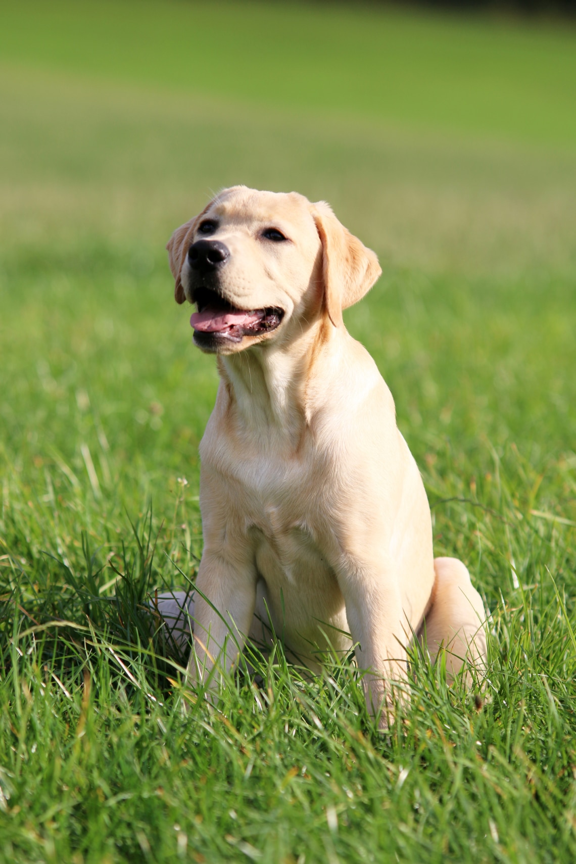 Labrador