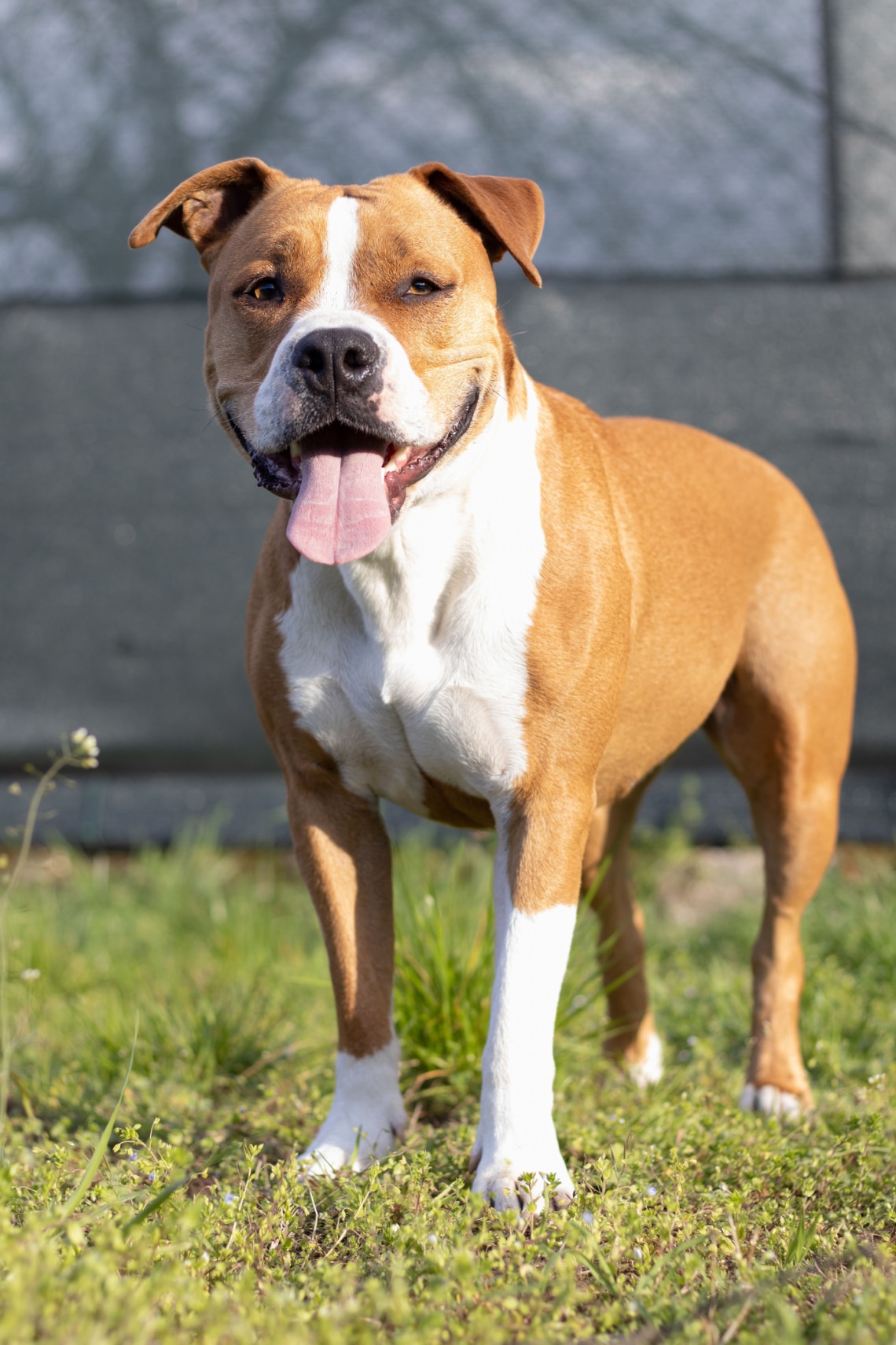 Amerikai staffordshire terrier