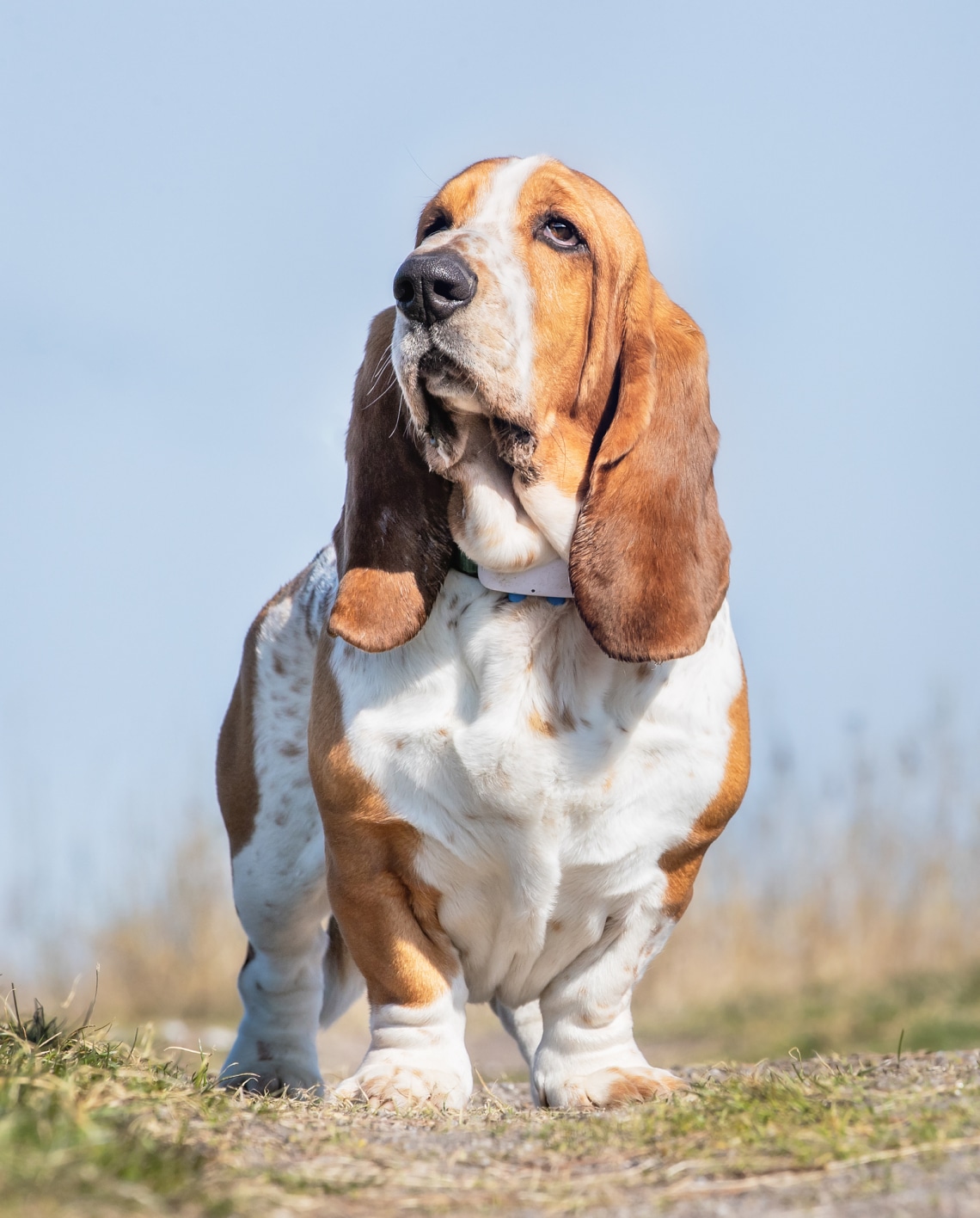 Basset Hound