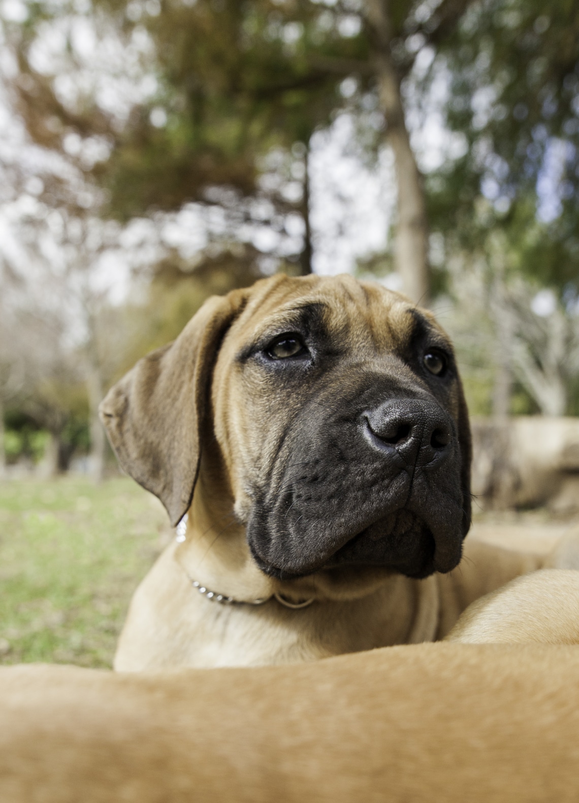 Boerboel