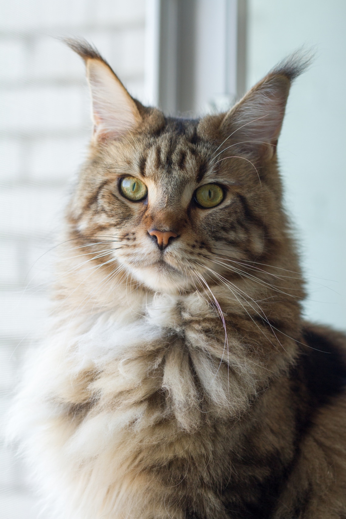 Maine Coon