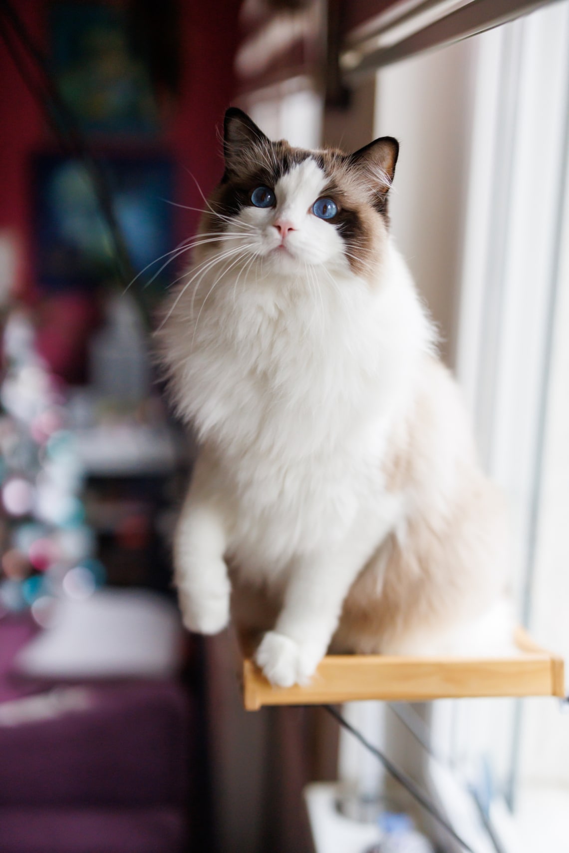Ragdoll