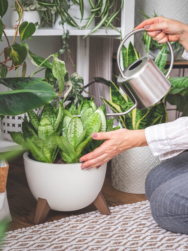 Hagyd abba az öntözésüket