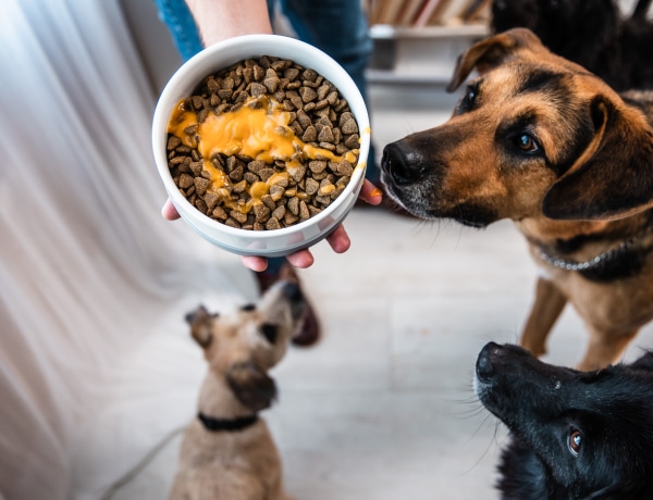 A magyar CricksyDog mennyei, egészséges falatokat kínál a négylábú családtagoknak