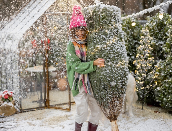 Így szabadítsd meg az autód és az otthonod a fenyőgyantától és a tűlevelektől