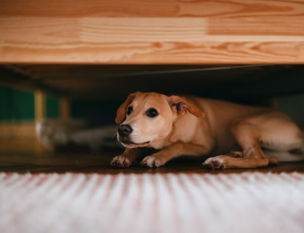 Kutyák és tűzijáték: így óvd meg a házi kedvencedet szilveszterkor