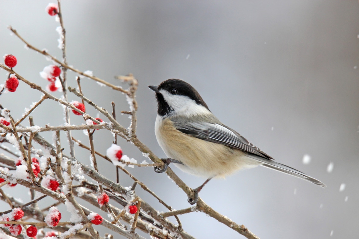 Amivel örömet szerezhetsz a didergő, tollas cukiságoknak – A téli madáretetés
