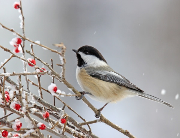 Amivel örömet szerezhetsz a didergő, tollas cukiságoknak – A téli madáretetés