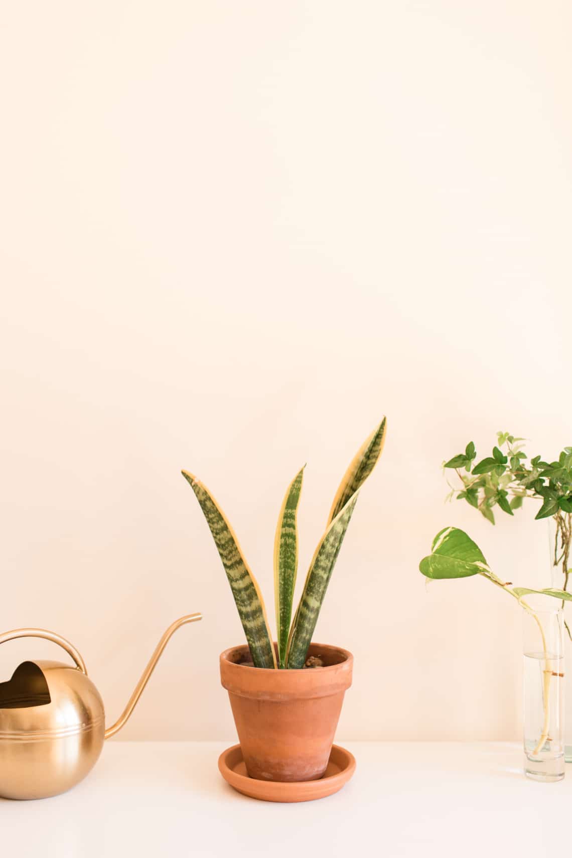 Szobai szanszeviéria (Dracaena Trifasciata)