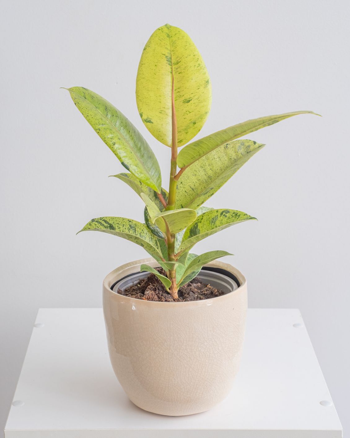 Ficus Shivereana