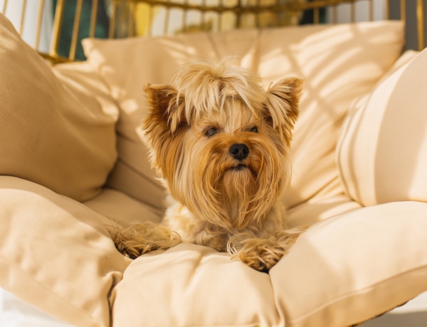 5 szelíd kutyafajta, ami tökéletes az érzékeny, érzelmes emberek mellé