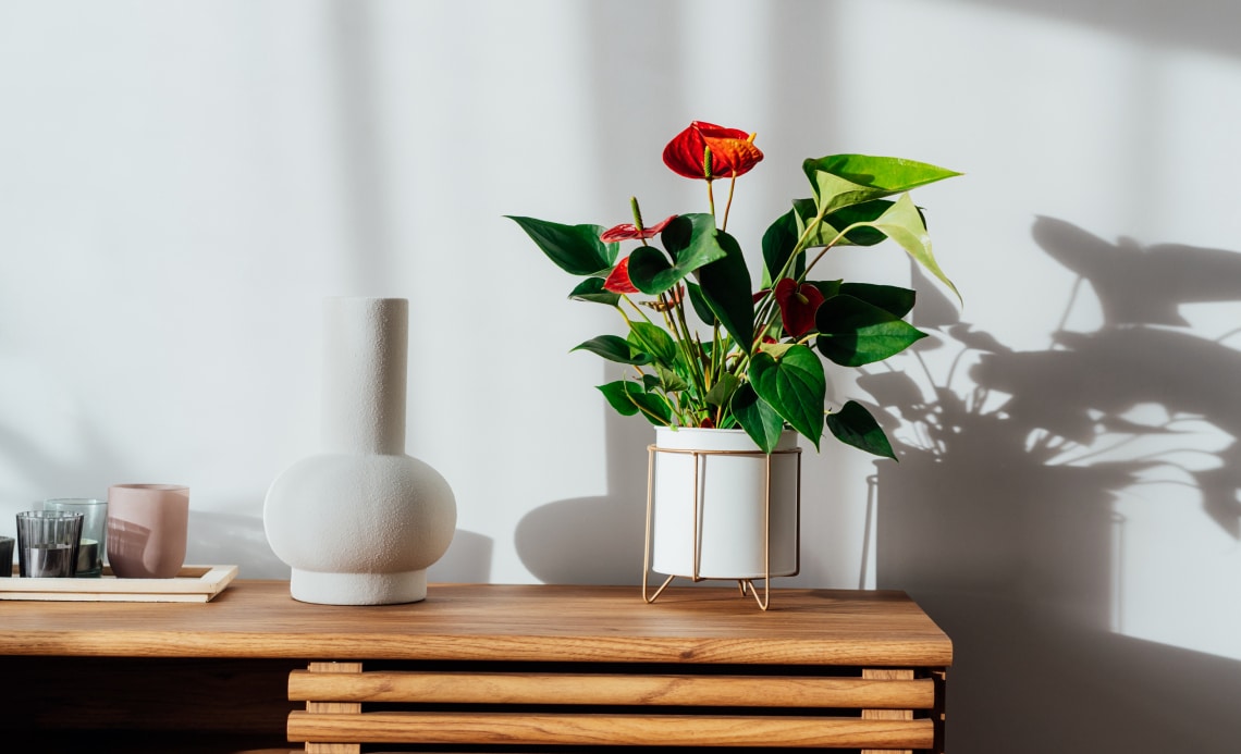 7 gyönyörű szobanövény, ami télen virágzik