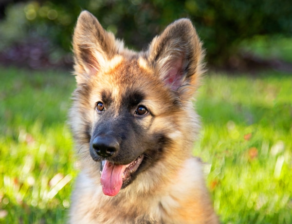 Az 5 leggyönyörűbb, kevésbé ismert kutyafajta