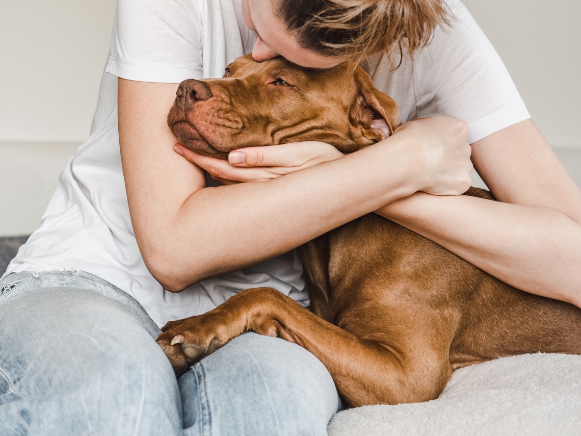 Idős a házikedvenced? 5 tipp, hogy megkönnyítsd mindennapjait