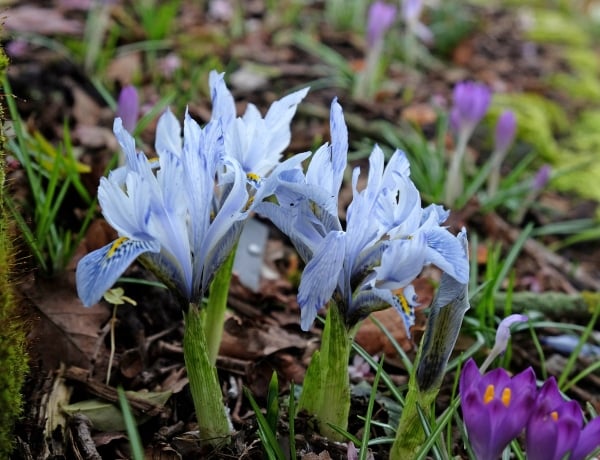 5 korán nyíló kinti növény – Februárban már virágba borulhat az erkélyed!