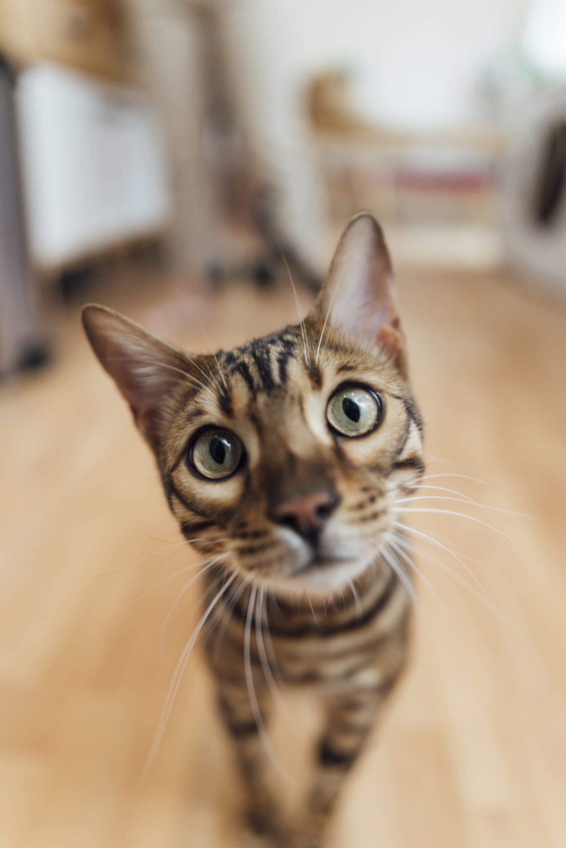 Cica