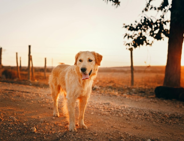 Jó lehet-e a CBD olaj kutyáknak immunerősítésre?