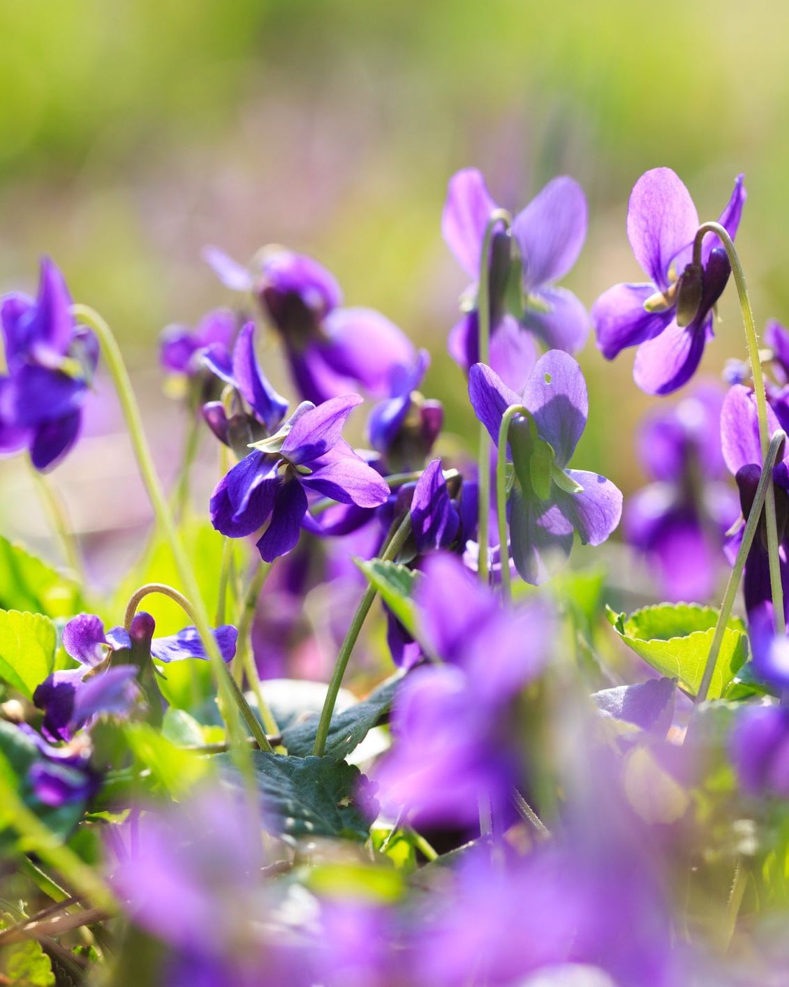 A 6-os szám: ibolya