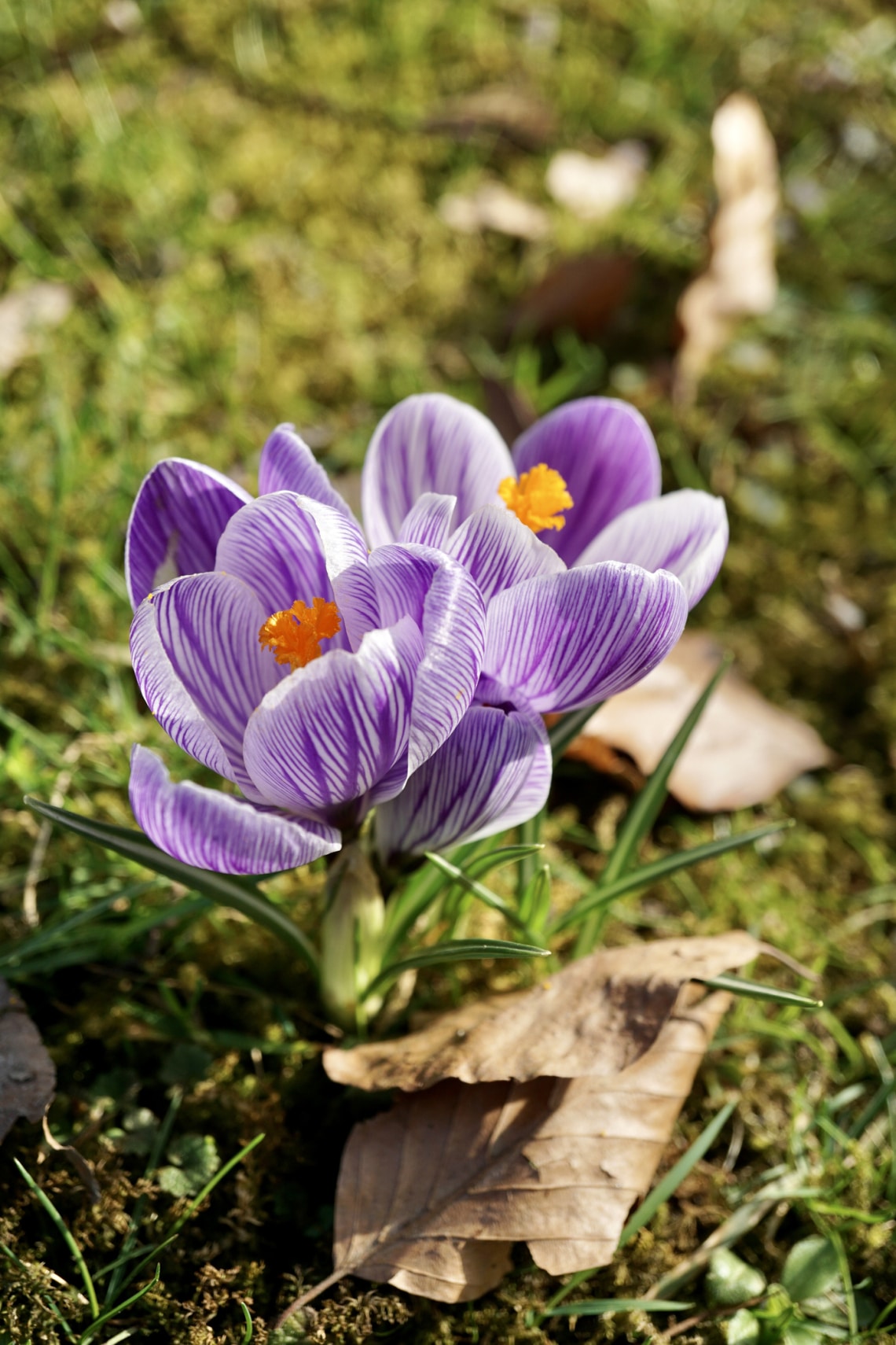 A 7-es szám: krókusz