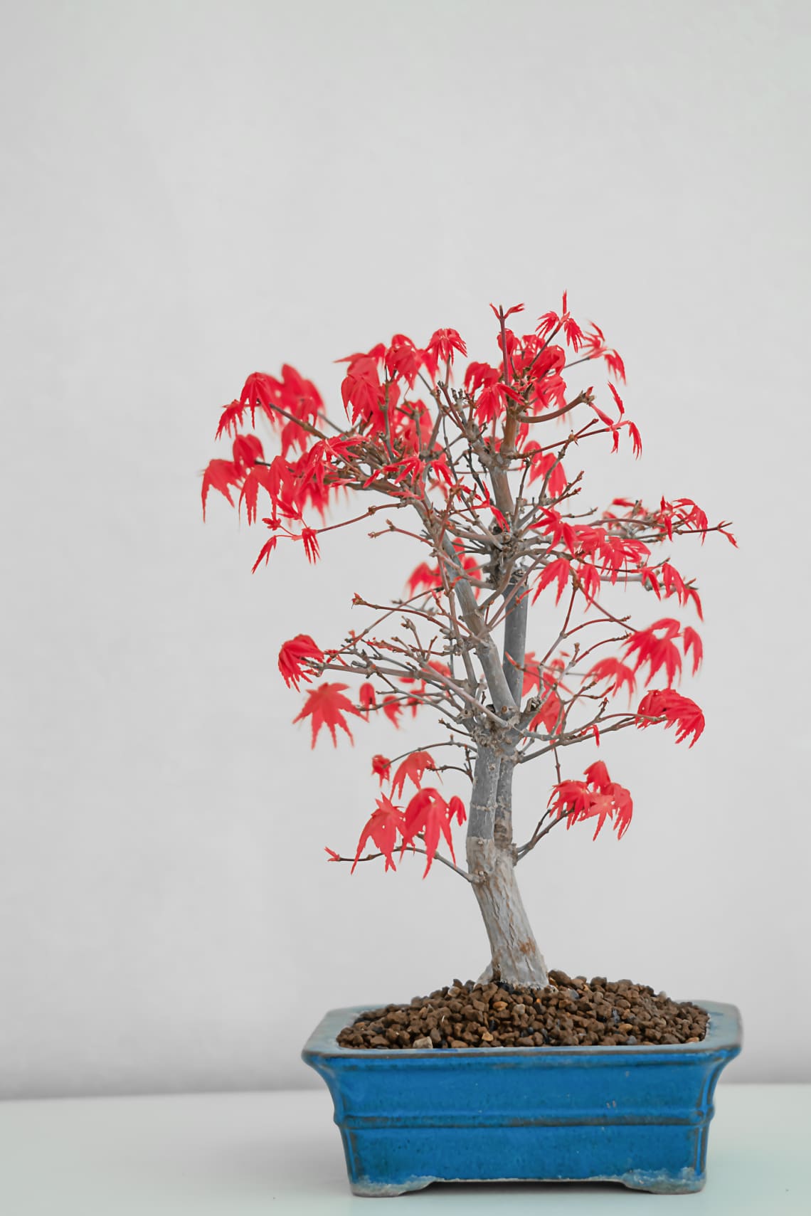 Japán juhar