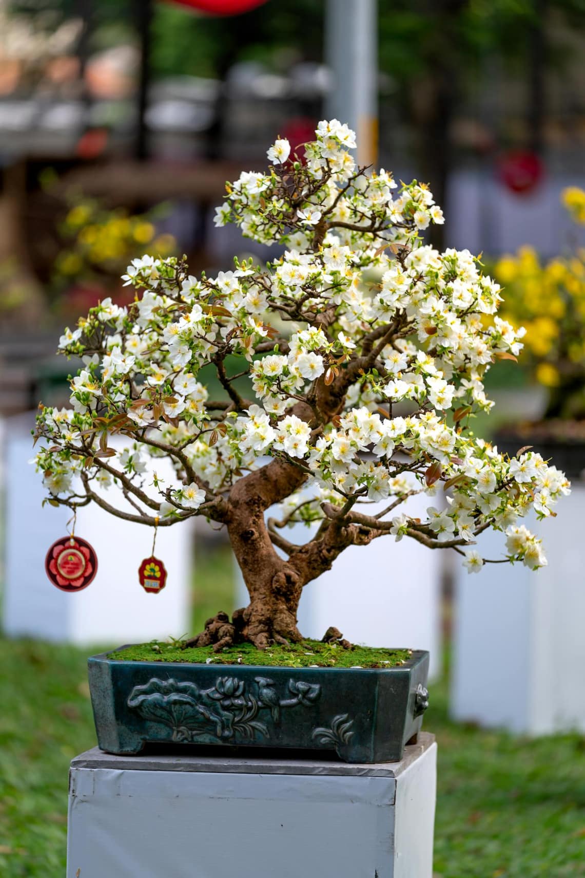 A legjobb bonsai fafajták kezdőknek