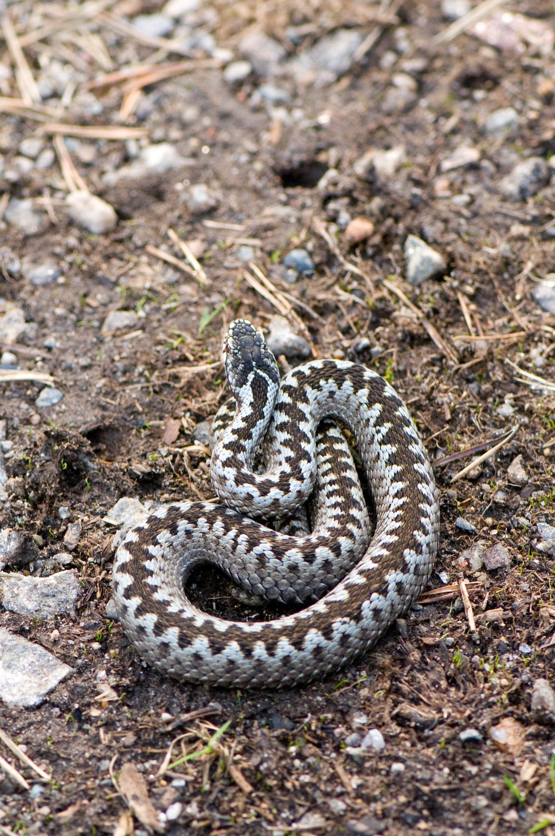 Keresztes vipera