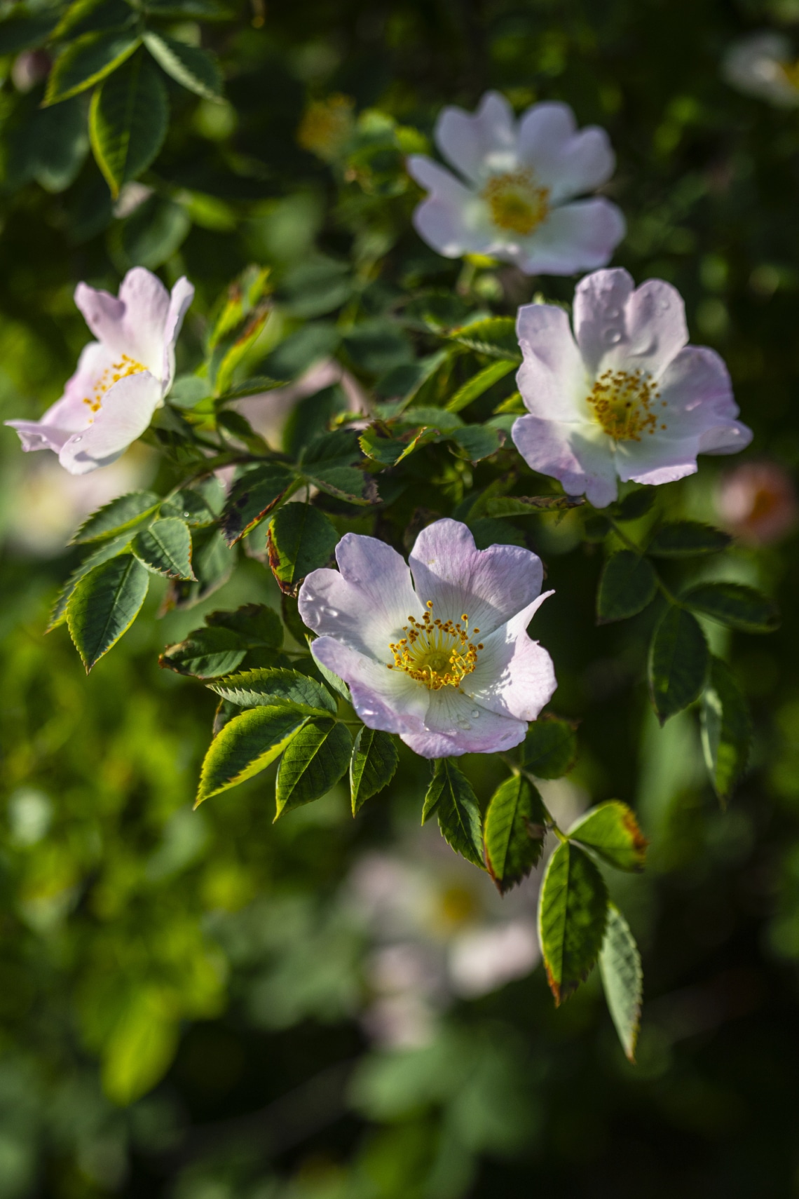 Vadrózsa (Rosa canina)