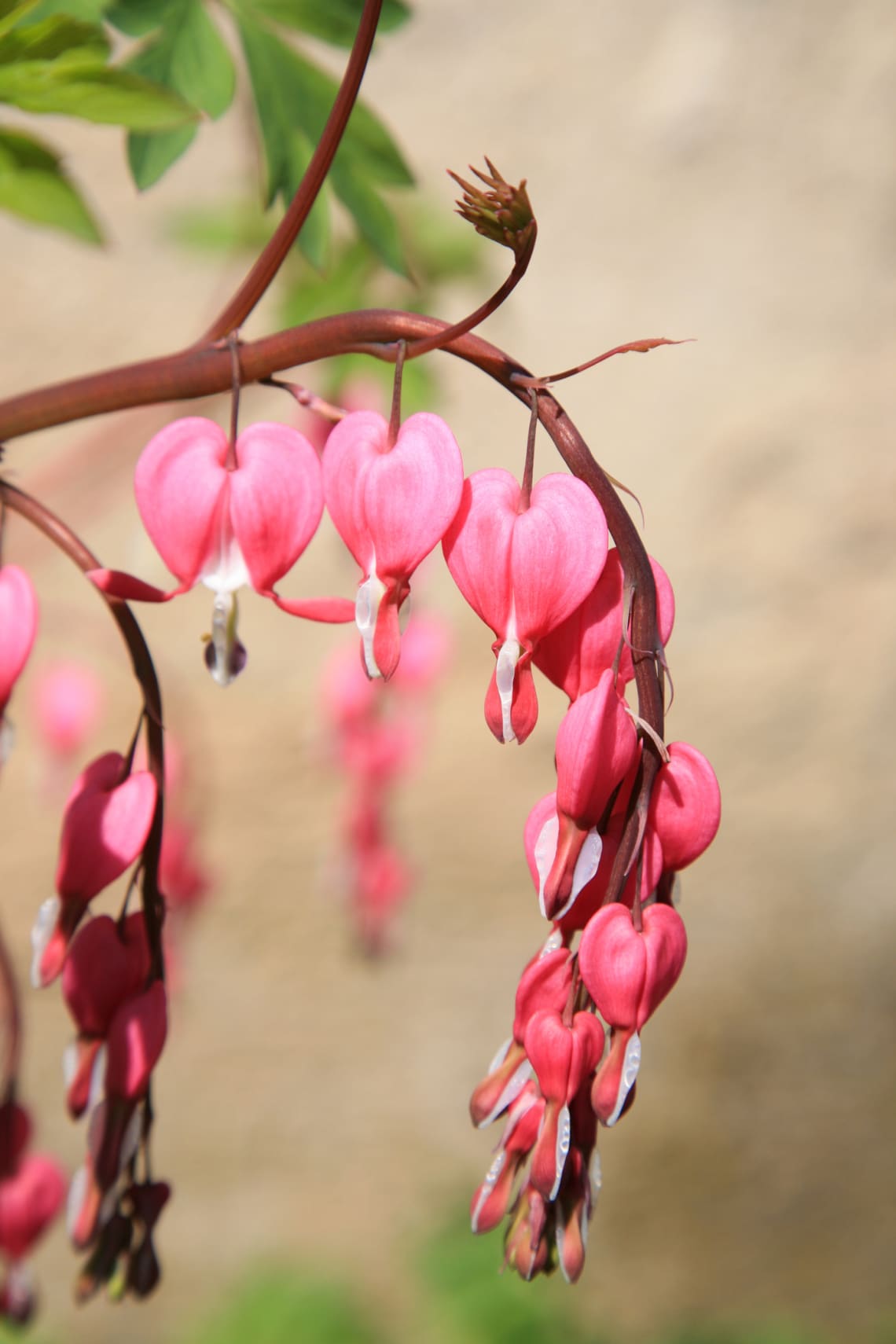 Nagy szívvirág (Lamprocapnos spectabilis)
