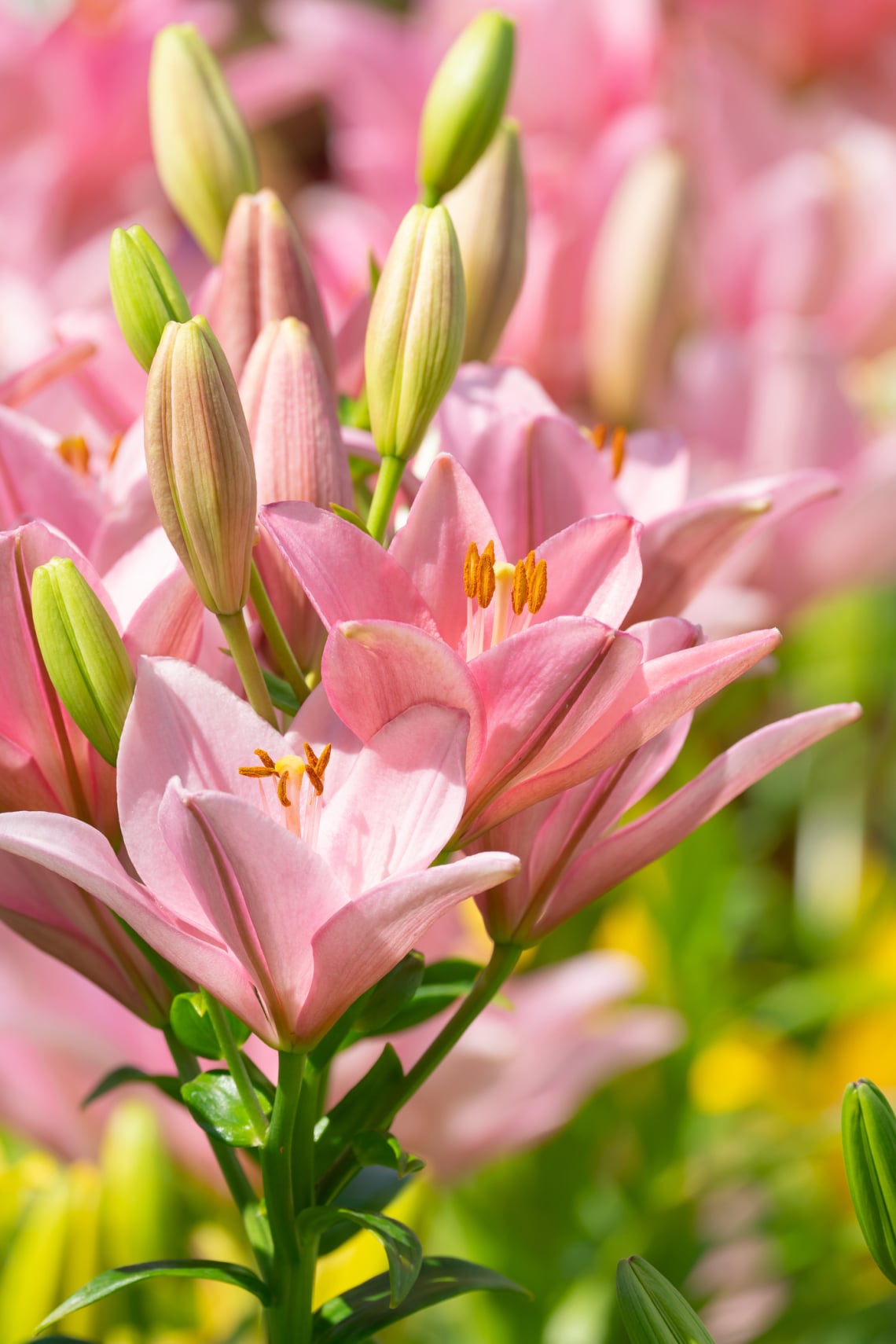 Liliom (Lilium)