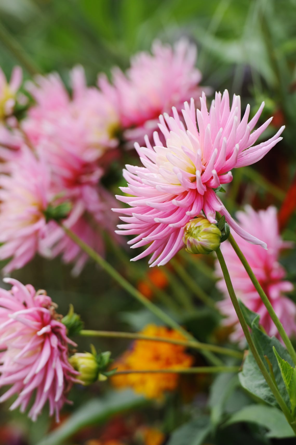 Dália (Dahlia)