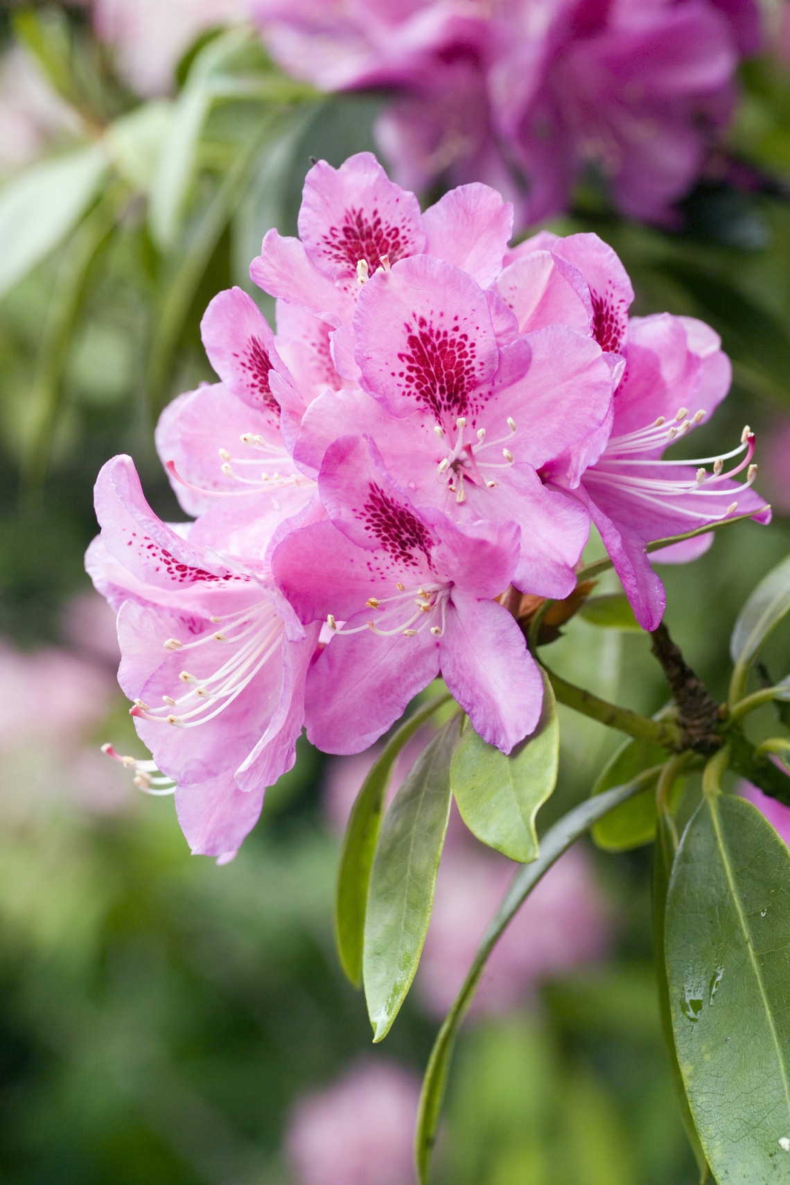 Azálea (Rhododendron)