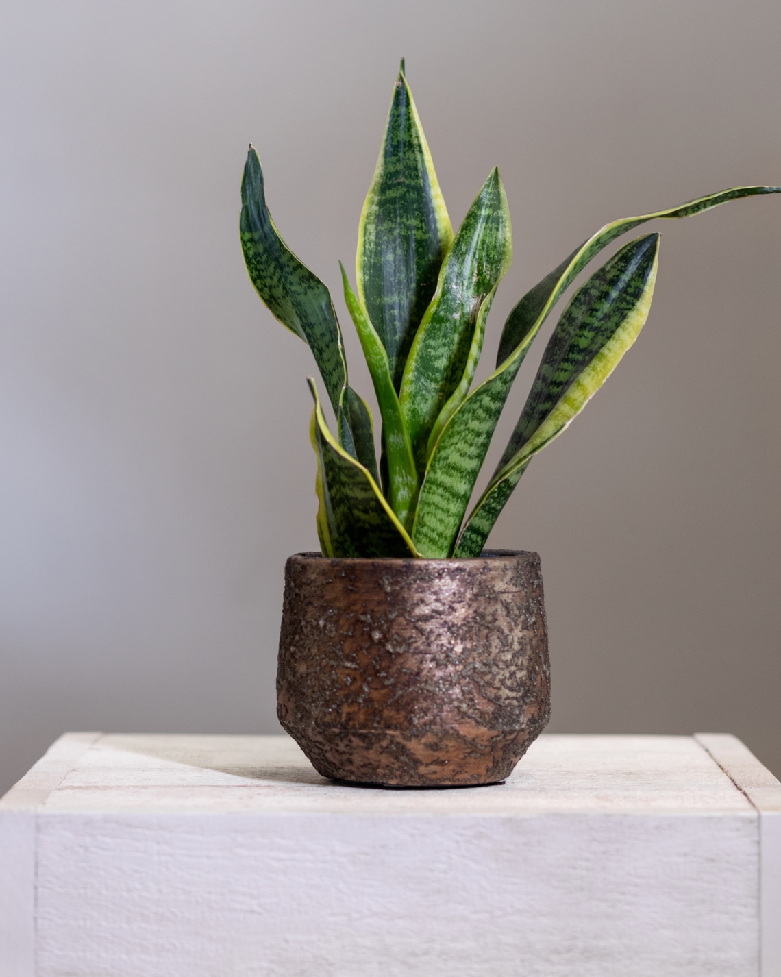 Szobai szanszeviéria (Dracaena trifasciata)