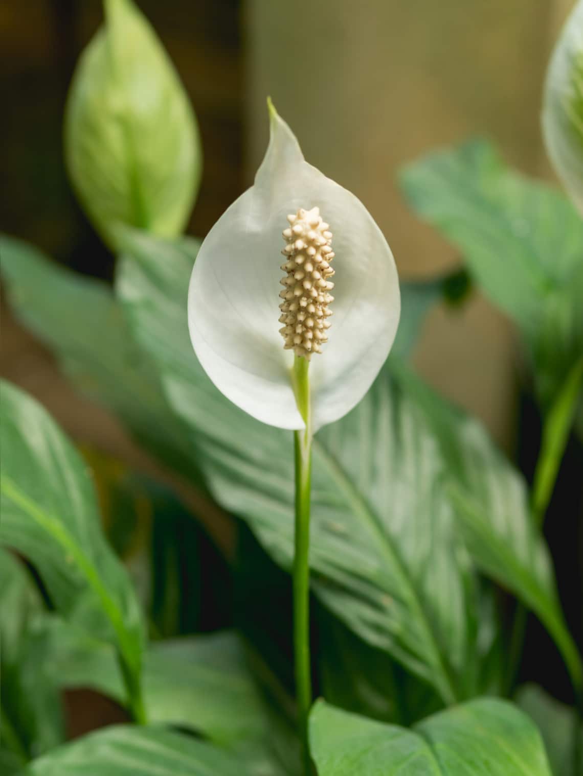 Vitorlavirág (Spathiphyllum)