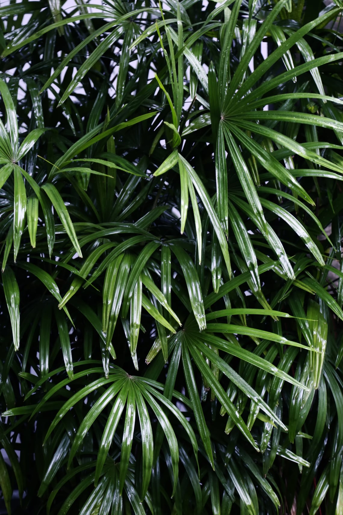 Botpálma (Rhapis Excelsa)