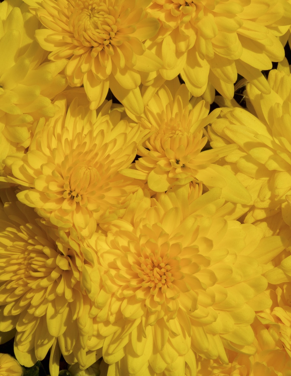 Kínai ehető krizantém (Chrysanthemum morifolium)