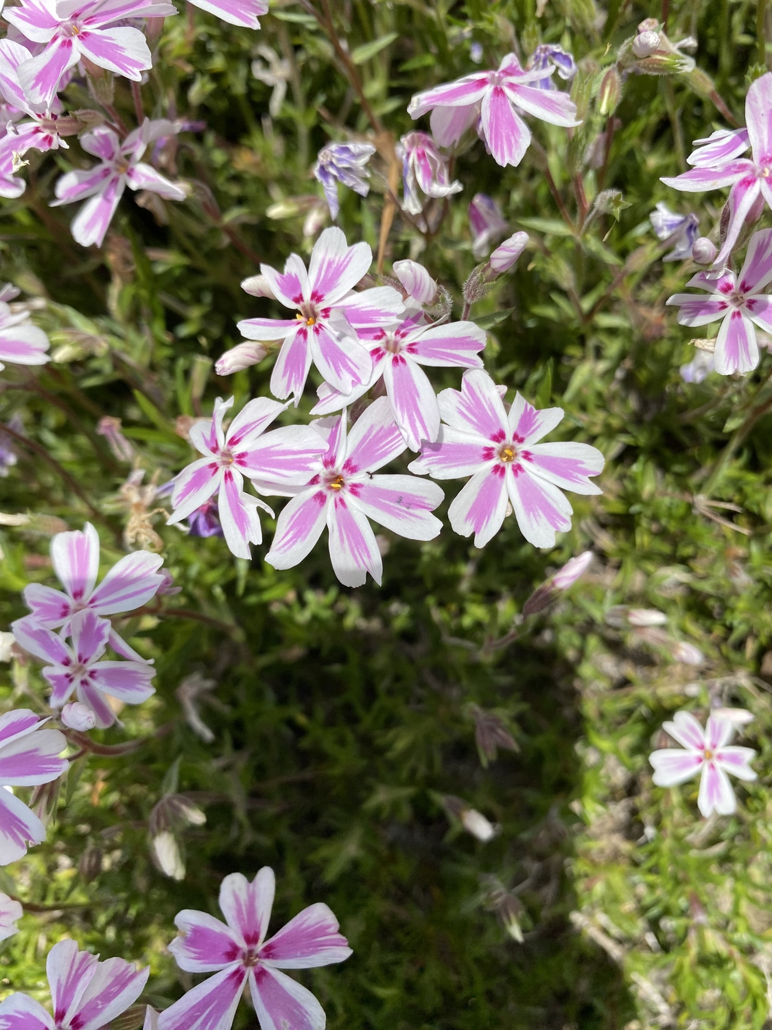 Árlevelű lángvirág