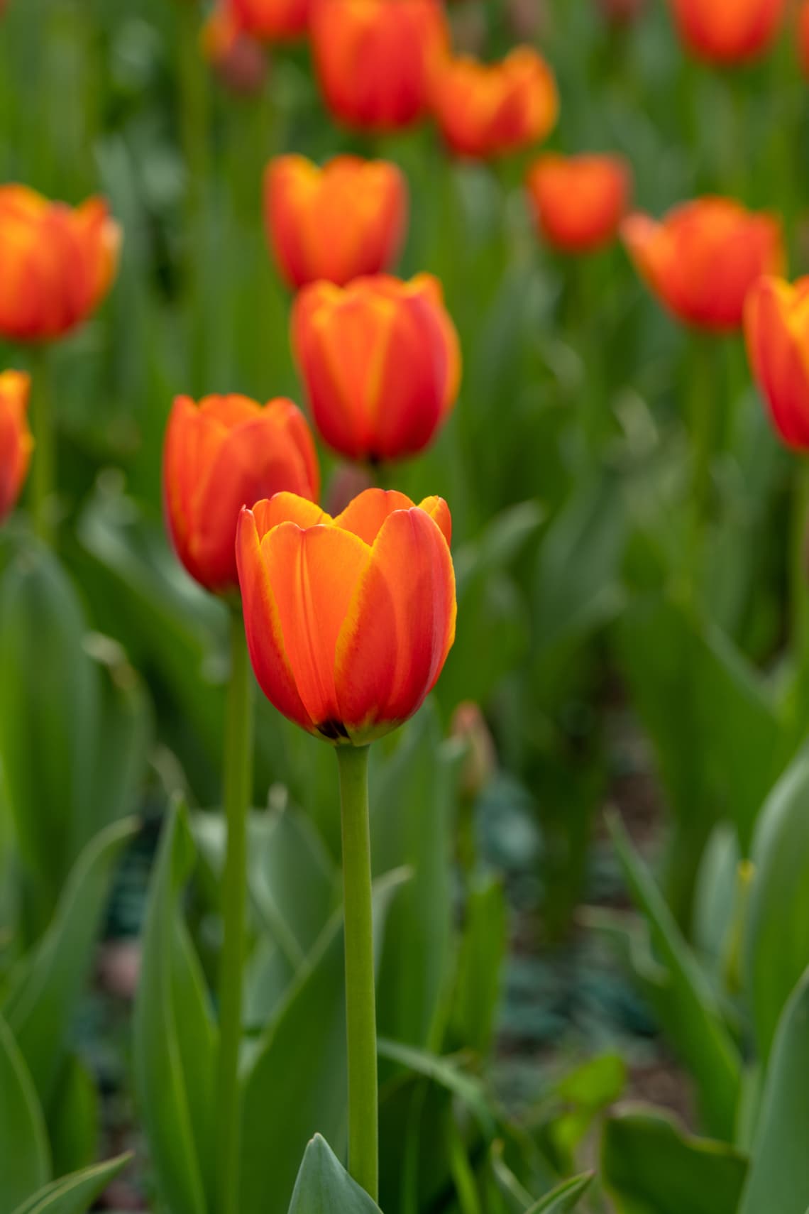 Triumph tulipán