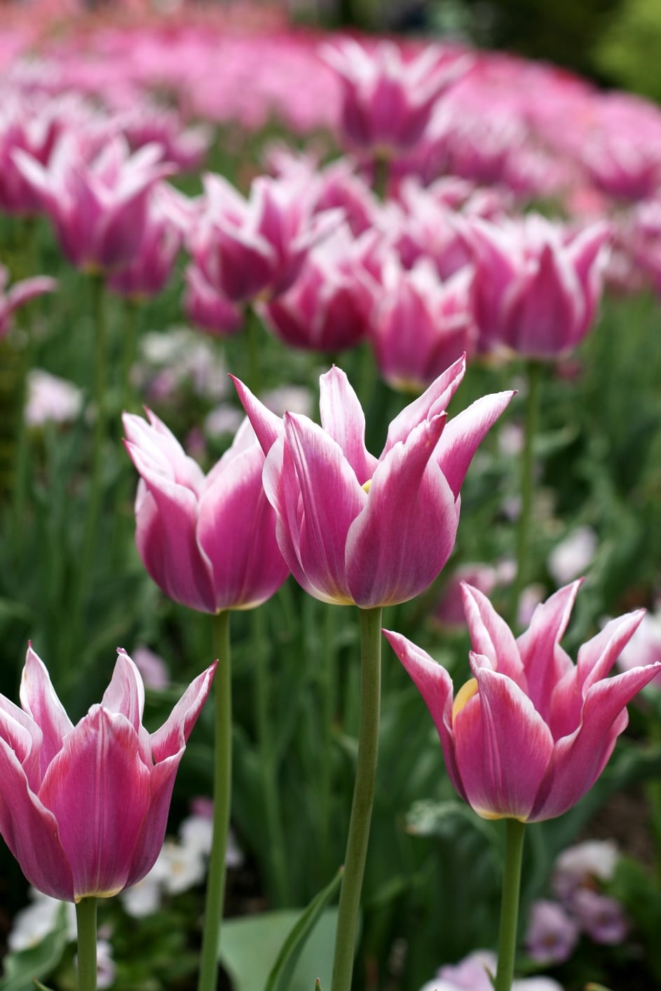 Liliomvirágú tulipán