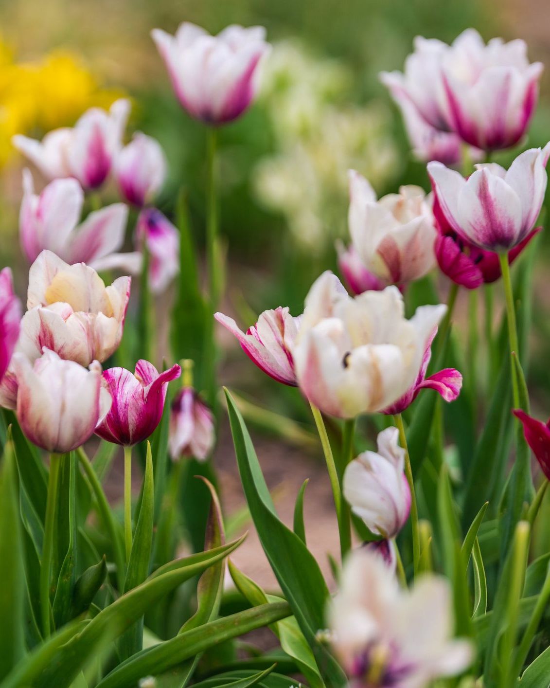 Grand Perfection tulipán