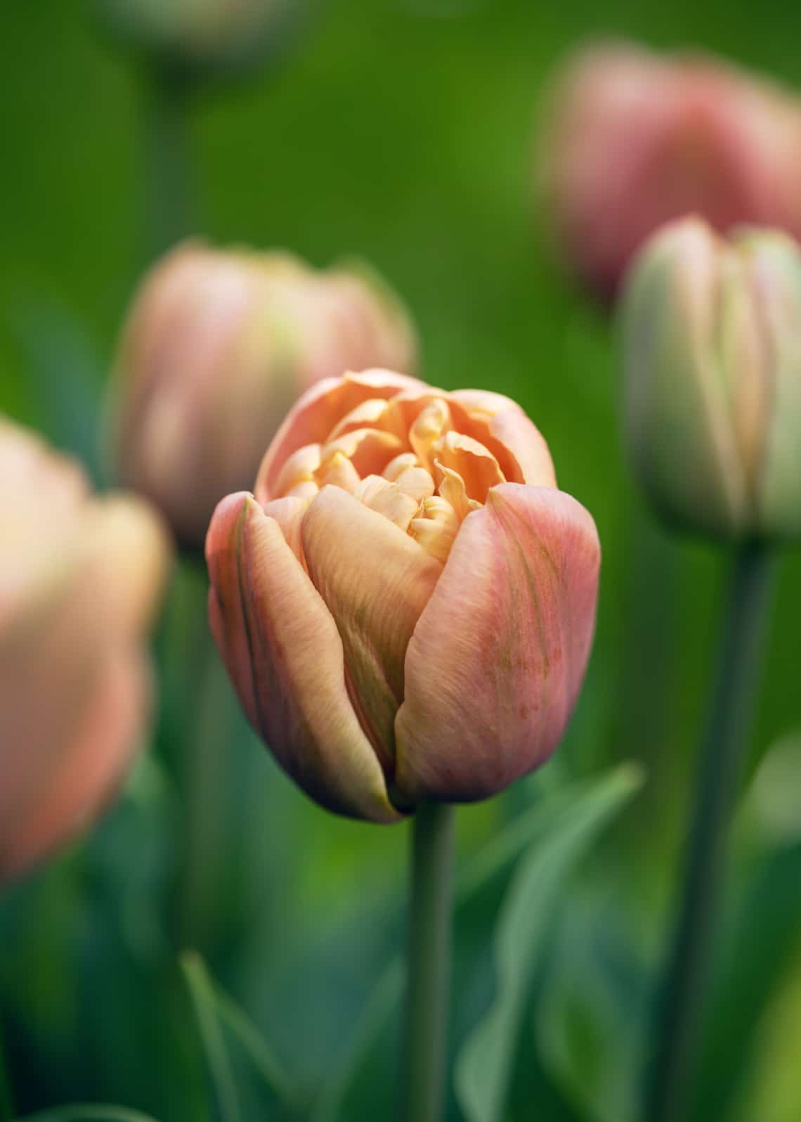 Apricot Beauty tulipán