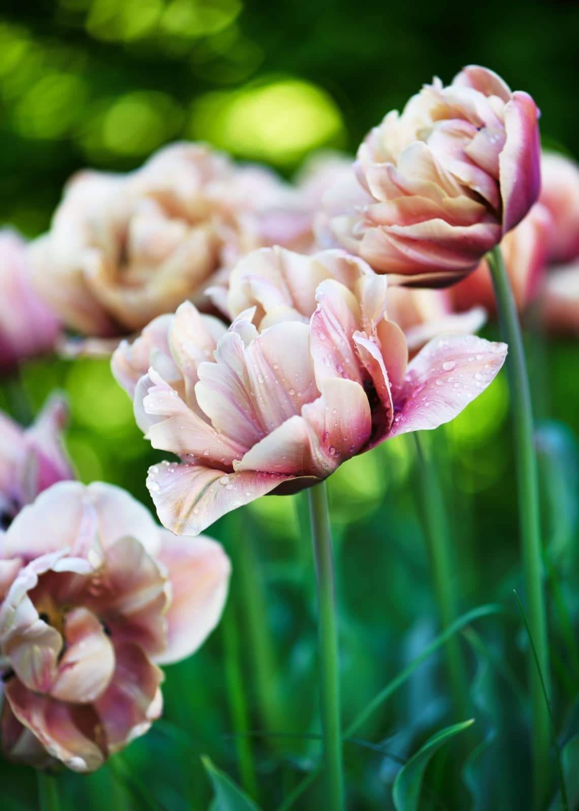 La Belle Epoque tulipán