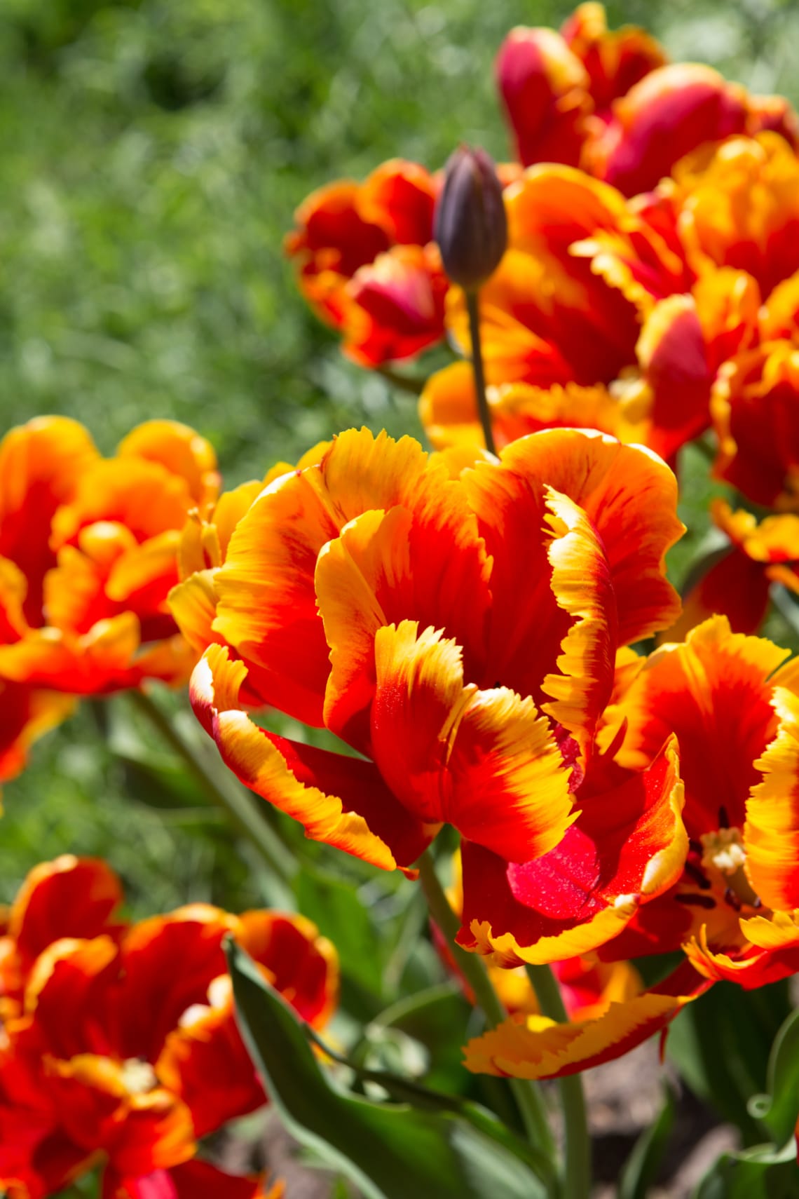 Papagájvirágú tulipán