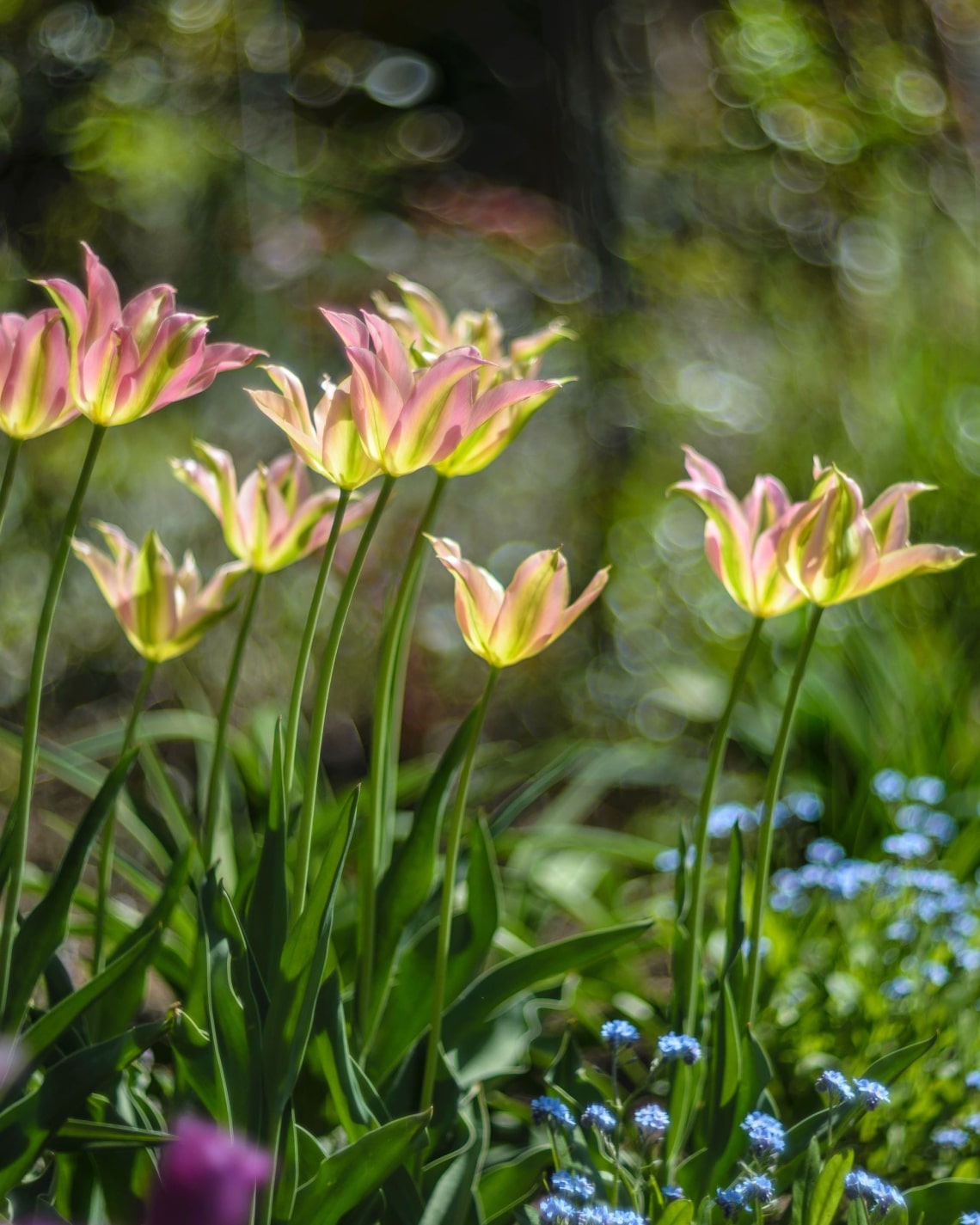 Viridiflora tulipán