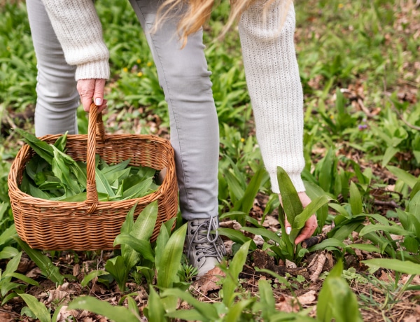 A Bakonyban is nyílik már a medvehagyma – de mit kell tudnod a gyűjtéséről?