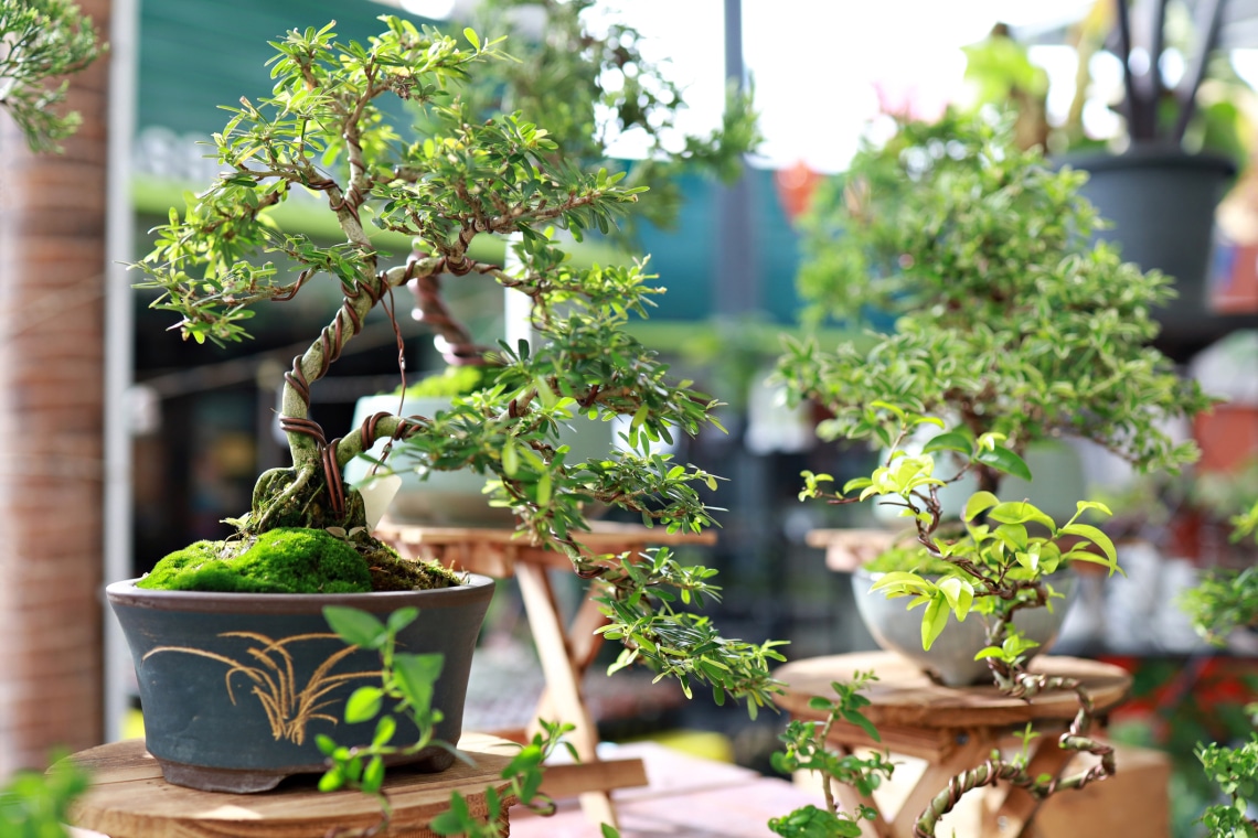 4 típusú Bonsai, ami tökéletes választás kezdőknek