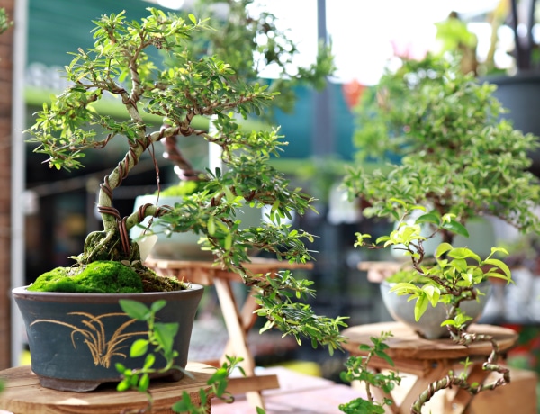 4 típusú Bonsai, ami tökéletes választás kezdőknek